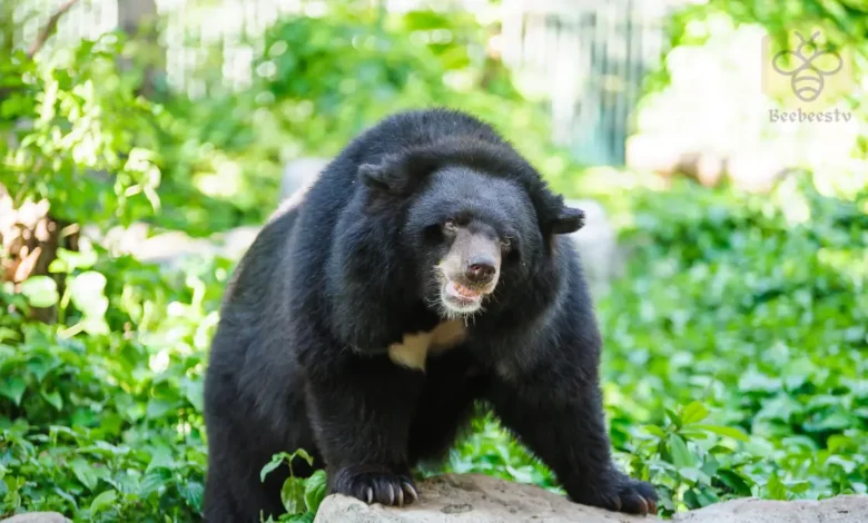 Asiatic Black Bear