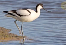 Avocets