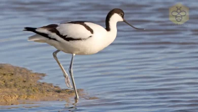 Avocets