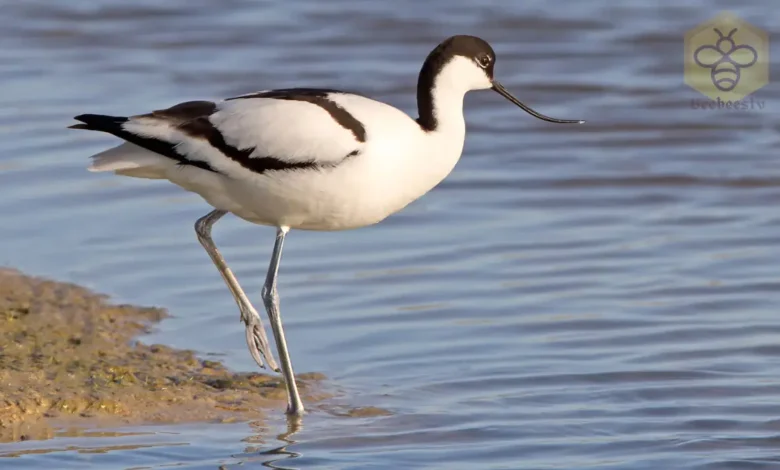 Avocets