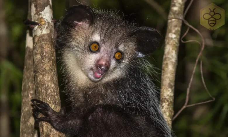 Aye-Aye