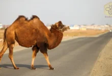 Bactrian Camel