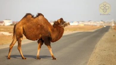 Bactrian Camel