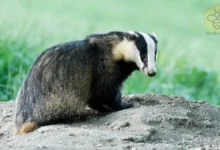 Badgers