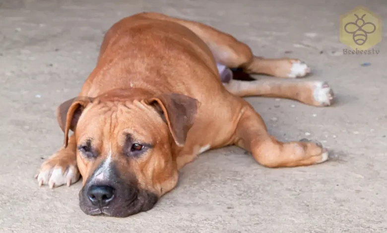 American Pit Bull Terrier