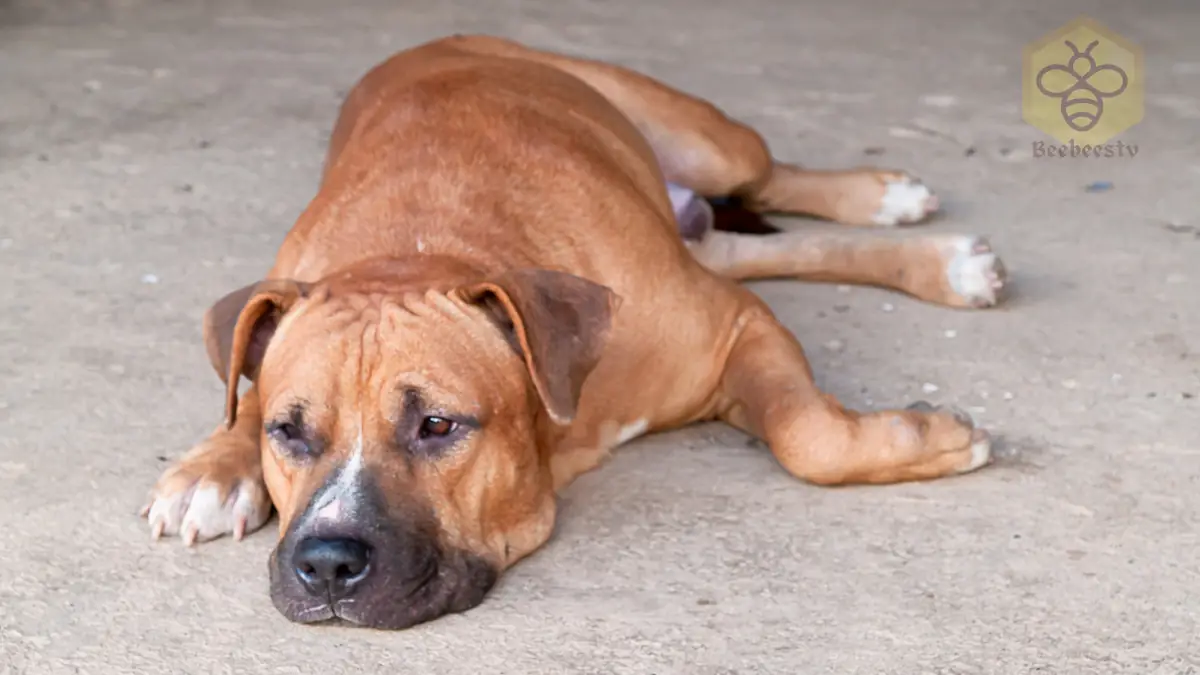 American Pit Bull Terrier