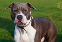 American Staffordshire Terrier