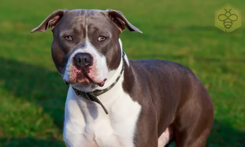 American Staffordshire Terrier