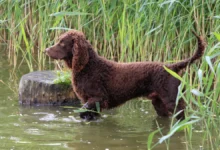 American Water Spaniel