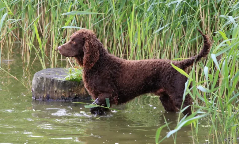 American Water Spaniel