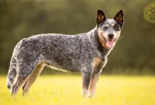Australian Cattle Dog