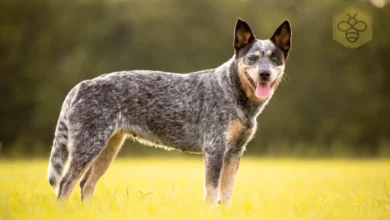 Australian Cattle Dog