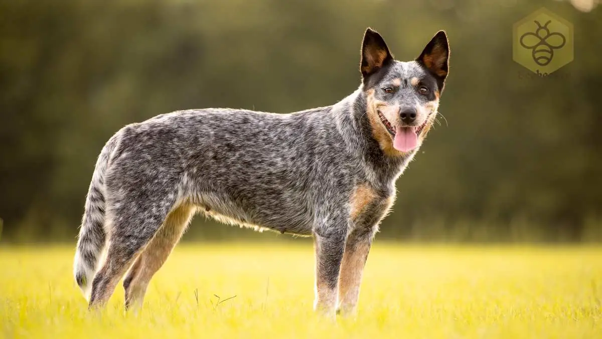 Australian Cattle Dog
