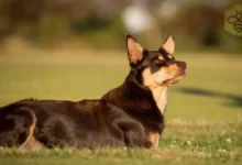 Australian Kelpie Dog