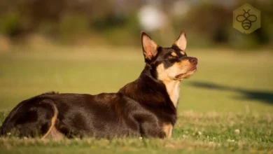 Australian Kelpie Dog