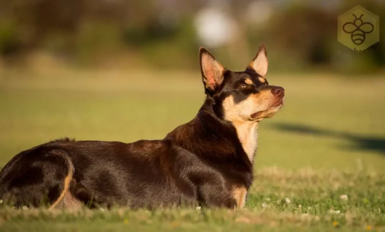 Australian Kelpie Dog