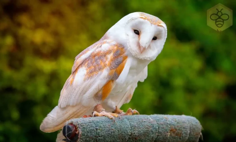 Barn Owl