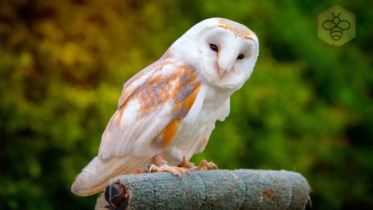 Barn Owl