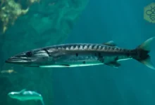 Barracudas