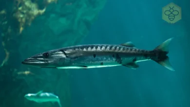 Barracudas