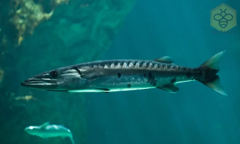 Barracudas