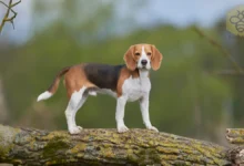 Beagle