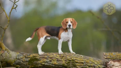 Beagle