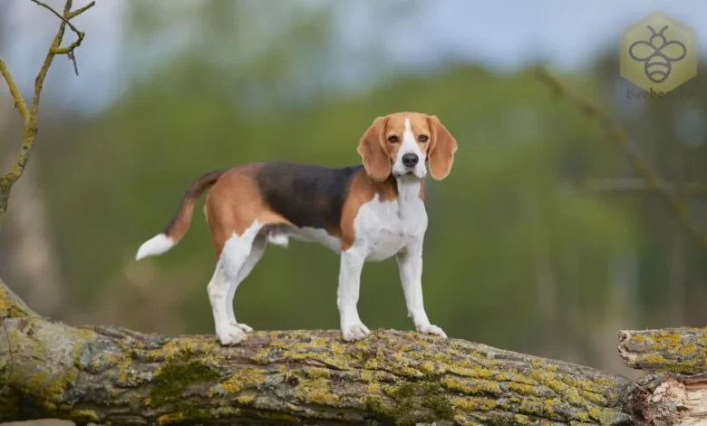 Beagle