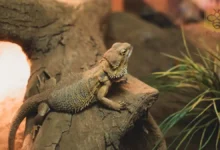 Bearded Dragon