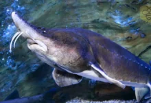 Beluga Sturgeon