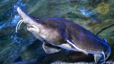 Beluga Sturgeon