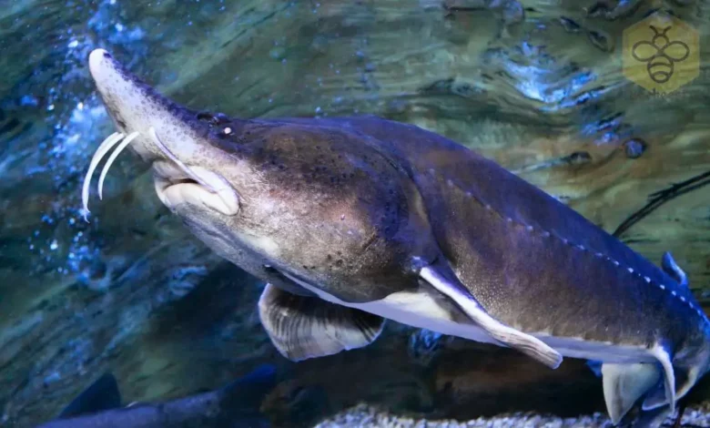 Beluga Sturgeon