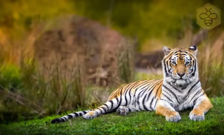 Bengal Tiger