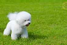 Bichon Frise