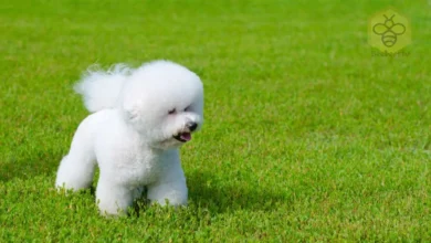 Bichon Frise