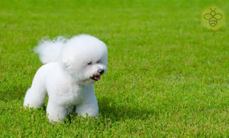 Bichon Frise