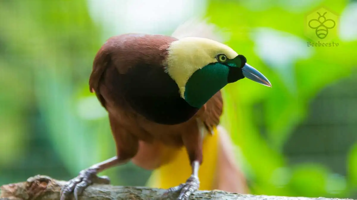 Bird of Paradise
