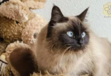 Birman