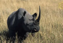Black Rhinoceros