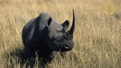 Black Rhinoceros