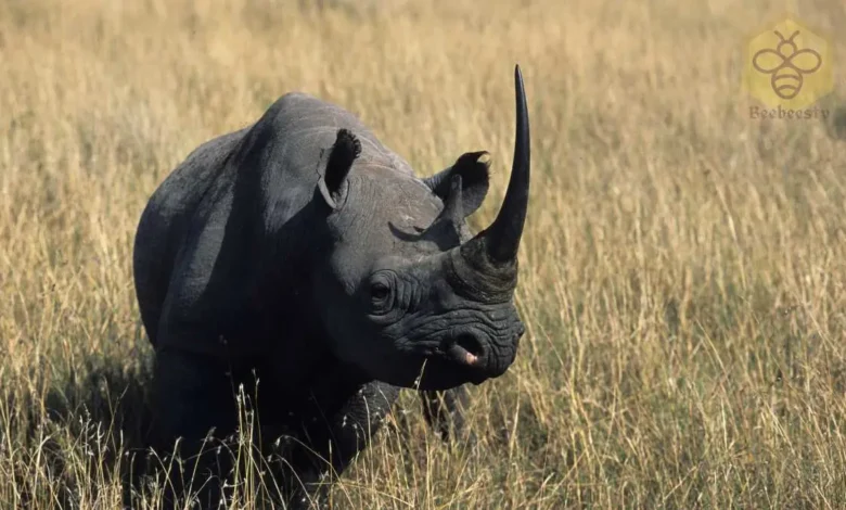 Black Rhinoceros