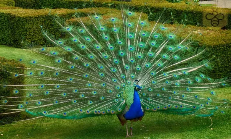 peacocks