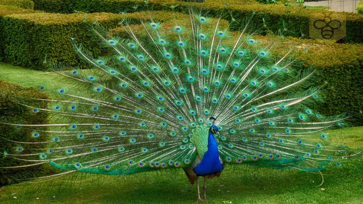 peacocks