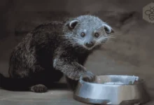 binturong