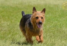 Australian Terrier