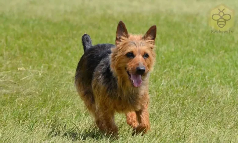 Australian Terrier