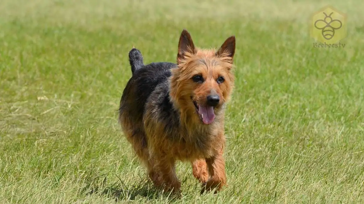 Australian Terrier