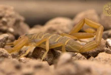 Bark Scorpion