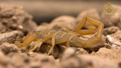 Bark Scorpion