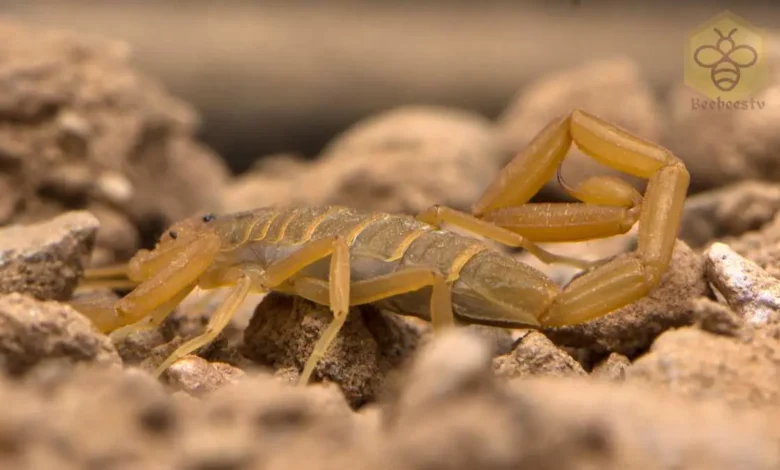 Bark Scorpion